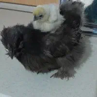 تخم مرغ ابریشمی|حیوانات مزرعه|بهارستان, |دیوار