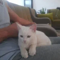 گربه گم شده