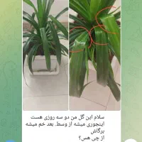 خدمات حرفه ای گل، گلدان، خاک و فضای سبز|گل و گیاه طبیعی|بجنورد, |دیوار