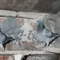 سه جفت کبوتر دوبر|پرنده|اردبیل, |دیوار