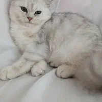 بریتیش سیلور اصیل|گربه|کرج, باغستان|دیوار