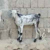 کهره|حیوانات مزرعه|قشم, |دیوار