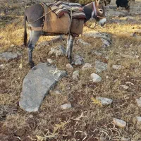 الاغ ماده