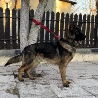 سگ سیبل نر ۷ماه118