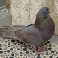 تهرانی نوک ریز بی عیب|پرنده|قزوین, |دیوار