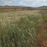 گندم بذری