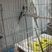 فروش جفت طوطی|پرنده|ارومیه, |دیوار