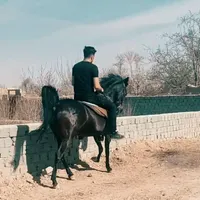 اسب نژاد دار ارزش دار