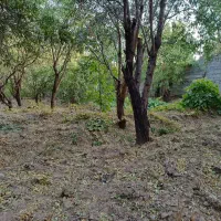 باغ-میوه