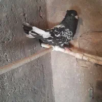 جفت کله سیاه حمیدیه|پرنده|اهواز, ۳۰ متری|دیوار