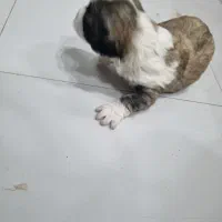 توله سگ|سگ|مشهد, احمدآباد|دیوار