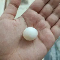 تخم عروس هلندی