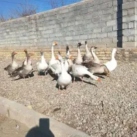 تعدادی بقلمون غاز وقوغاز لیندا وافریقای