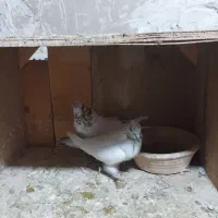 کفتر تیر ماهی ۸جفت هم خال|پرنده|گلستان (تهران), |دیوار