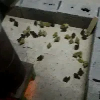 جوجه ۸ روزه بلدرچین