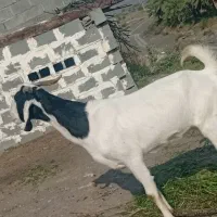 بز پاکستانی