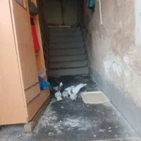 فروش پرنده خانگی کبوتر طوقی 8 عدد|پرنده|مسجد سلیمان, |دیوار