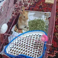 خرگوش|موش و خرگوش|تهران, علم و صنعت|دیوار