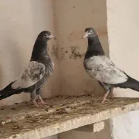 پتی والا|پرنده|پارسیان, |دیوار