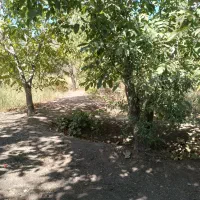 فروش باغ در شهر دالاهو