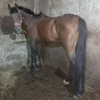 اسب سواری دار بسیار درشت شش دانگ