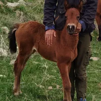 کره نریان 8 ماهه