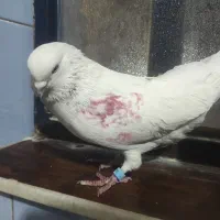 شیخ سلامی نر