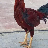 خروس و مرغ لاری