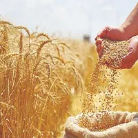 فروش گندم دوروم