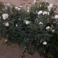 تولید و فروش نسترن سفید باکیفیت بالا و قیمت مناسب