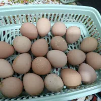 تخم مرغ شاخدار