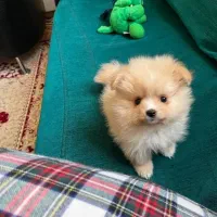 پامرین‌اشپیتز2ماهه عروسکی سایز ریز فقط۴/۳۰۰واگذاری