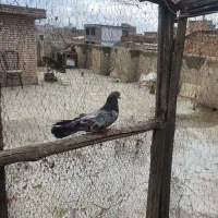سرور نر