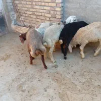 تعداد 5راس بره نر