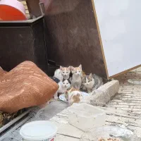 واگذاری ۵ بچه گربه ۲ ماهه