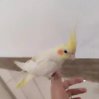 عروس هلندی لوتینو|پرنده|نجفآباد, منتظری شمالی|دیوار