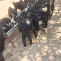 فروش ۱۴ تا کهره و ۱۲ تا بز