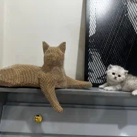 بچه گربه های اسکاتیش|گربه|تهران, بلوار کشاورز|دیوار