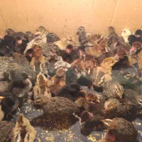 فروش جوجه مرغ یک روز و جوجه بلدرچین دوهفته ای|حیوانات مزرعه|پره‌سر, |دیوار