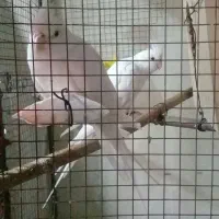 جفت عروس البینو بشرط کارداده وآماده