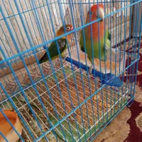 کوتوله برزیلی