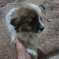 برای فرشه سه عدد با هم مفرشم قیمت کنار میام