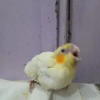 مجسمه عروس هلندی