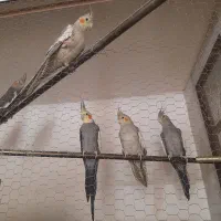 دوجفت هروس هلندی