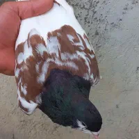 جفت یال سیاه گل سرخ