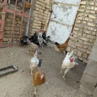 مرغ و خروس محلی