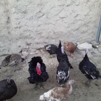فروش بوقلمون رسمی