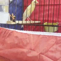قناری.سوسنگرد..|پرنده|سوسنگرد, |دیوار