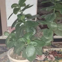 گل برگ قاشقی