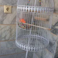 قفس ایستاده درحد نو
